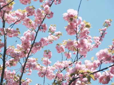 Premières prévisions de floraison des cerisiers