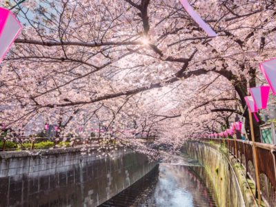 5 lieux pour admirer les cerisiers
