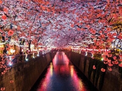 Cerisiers en habit de lumière à Tokyo